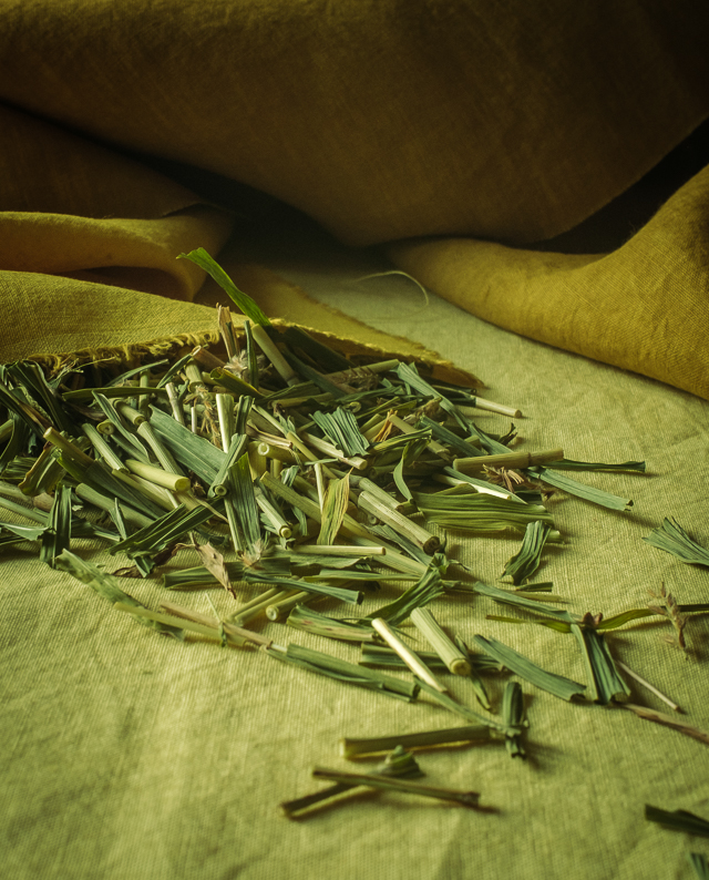 Modja Modja House_NaturalDyeWorkshop_Kariyasu-5